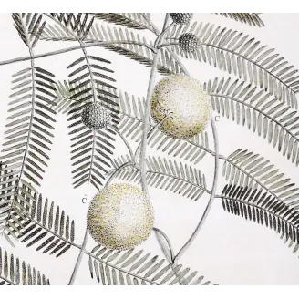 Acacia Engravings Set – Ehret Botanical Prints (1755)