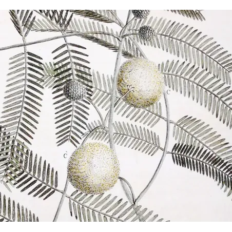 Acacia Engravings Set – Ehret Botanical Prints (1755)