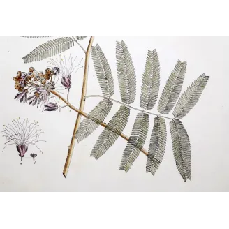Acacia Engravings Set – Ehret Botanical Prints (1755)