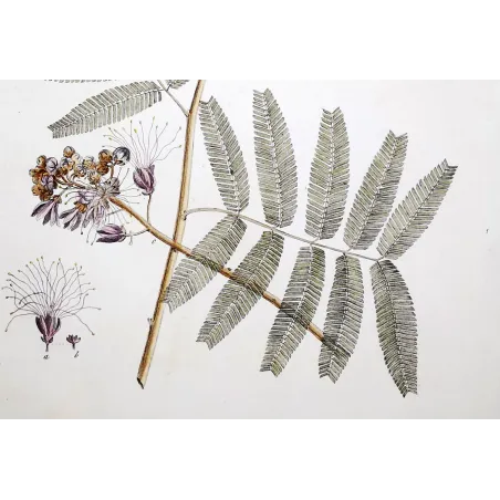 Acacia Engravings Set – Ehret Botanical Prints (1755)