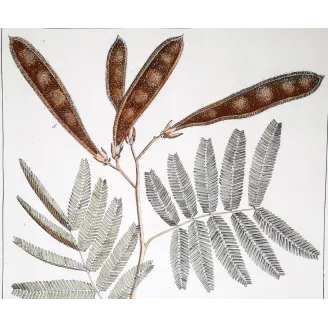 Acacia Engravings Set – Ehret Botanical Prints (1755)