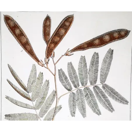 Acacia Engravings Set – Ehret Botanical Prints (1755)