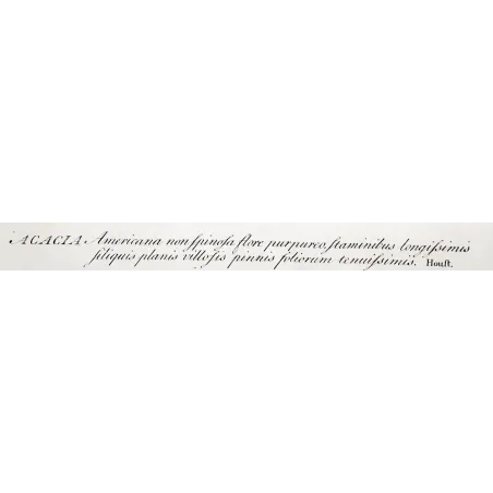 Acacia Engravings Set – Ehret Botanical Prints (1755)