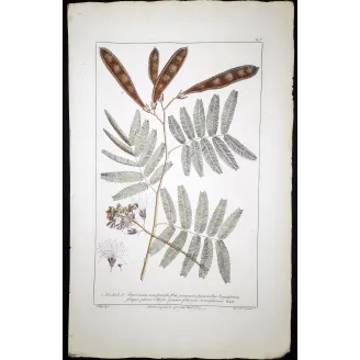 Acacia Engravings Set – Ehret Botanical Prints (1755)