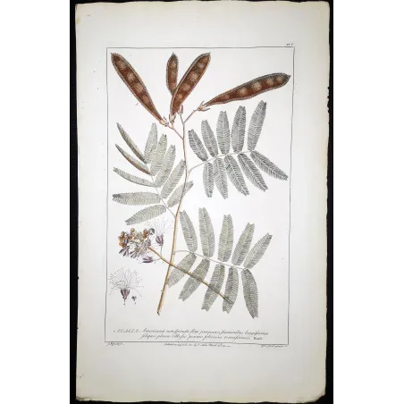Acacia Engravings Set – Ehret Botanical Prints (1755)