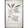 Ehret Georg Dionysius – Acacia Botanical Suite (3 Engravings)  Antique Prints (1755)