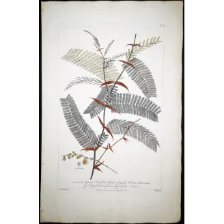 Acacia Engravings Set – Ehret Botanical Prints (1755)