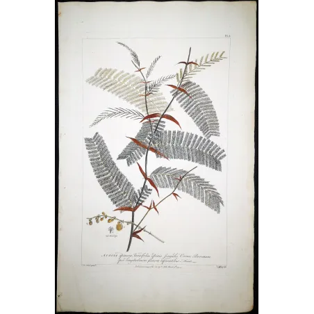 Acacia Engravings Set – Ehret Botanical Prints (1755)