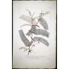 Ehret Georg Dionysius – Acacia Botanical Suite (3 Engravings)  Antique Prints (1755)