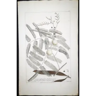 Acacia Engravings Set – Ehret Botanical Prints (1755)