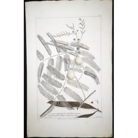 Acacia Engravings Set – Ehret Botanical Prints (1755)