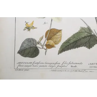 A refined botanical engraving depicting Abutilon, illustrating the balance between structural clarity and delicate floral detail
