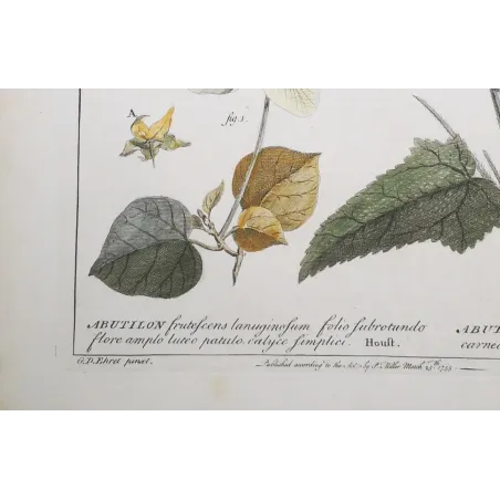 A refined botanical engraving depicting Abutilon, illustrating the balance between structural clarity and delicate floral detail