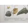 Ehret Abutilon Plant (Abutilon sp.) – Antique Hand-Colored Engraving (1755)