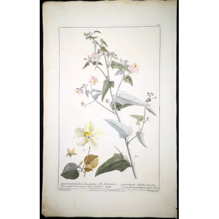 A refined botanical engraving depicting Abutilon, illustrating the balance between structural clarity and delicate floral detail