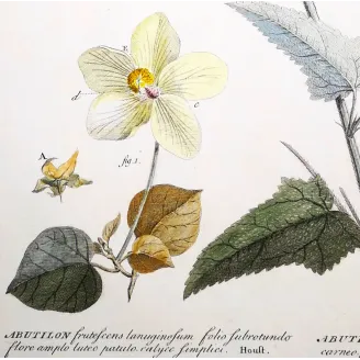 A refined botanical engraving depicting Abutilon, illustrating the balance between structural clarity and delicate floral detail