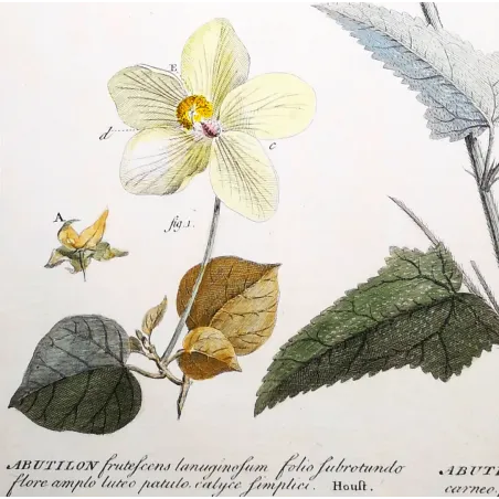 A refined botanical engraving depicting Abutilon, illustrating the balance between structural clarity and delicate floral detail