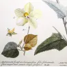 Ehret Abutilon Plant (Abutilon sp.) – Antique Hand-Colored Engraving (1755)
