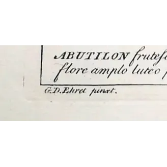 A refined botanical engraving depicting Abutilon, illustrating the balance between structural clarity and delicate floral detail