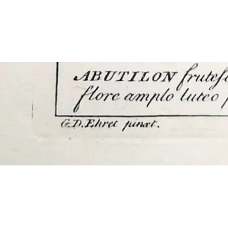 A refined botanical engraving depicting Abutilon, illustrating the balance between structural clarity and delicate floral detail
