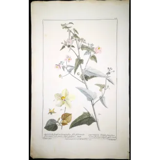 A refined botanical engraving depicting Abutilon, illustrating the balance between structural clarity and delicate floral detail