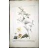 Ehret Abutilon Plant (Abutilon sp.) – Antique Hand-Colored Engraving (1755)
