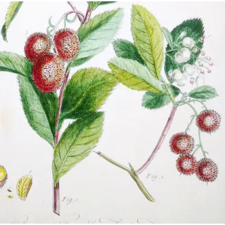 Arbutus Unedo Engraving – Ehret Botanical Print (1755)