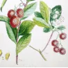 Ehret Strawberry Tree (Arbutus unedo) – Antique Hand-Colored Engraving (1755)