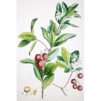 Arbutus Unedo Engraving – Ehret Botanical Print (1755)