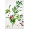 Ehret Strawberry Tree (Arbutus unedo) – Antique Hand-Colored Engraving (1755)