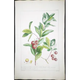 Arbutus Unedo Engraving – Ehret Botanical Print (1755)