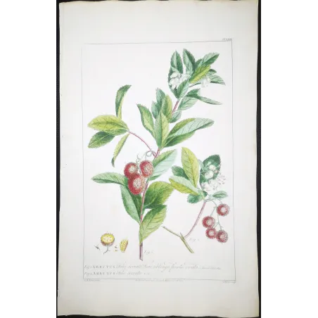Arbutus Unedo Engraving – Ehret Botanical Print (1755)