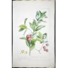 Ehret Strawberry Tree (Arbutus unedo) – Antique Hand-Colored Engraving (1755)