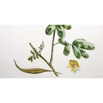 Ehret  Cassia Plant (Senna sp.) – Antique Hand-Colored Engraving (1755)