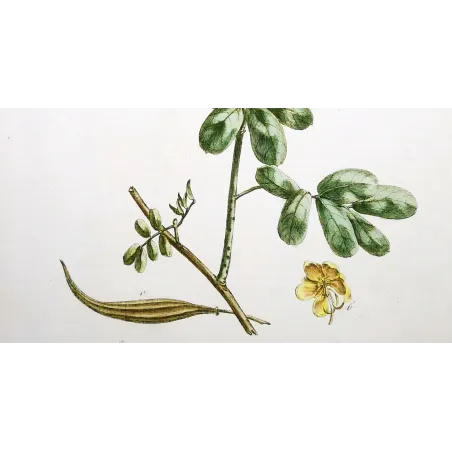 Ehret  Cassia Plant (Senna sp.) – Antique Hand-Colored Engraving (1755)