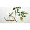 Ehret  Cassia Plant (Senna sp.) – Antique Hand-Colored Engraving (1755)