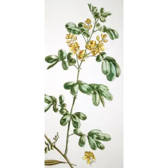 Ehret  Cassia Plant (Senna sp.) – Antique Hand-Colored Engraving (1755)
