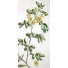 Ehret  Cassia Plant (Senna sp.) – Antique Hand-Colored Engraving (1755)