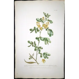 Ehret  Cassia Plant (Senna sp.) – Antique Hand-Colored Engraving (1755)