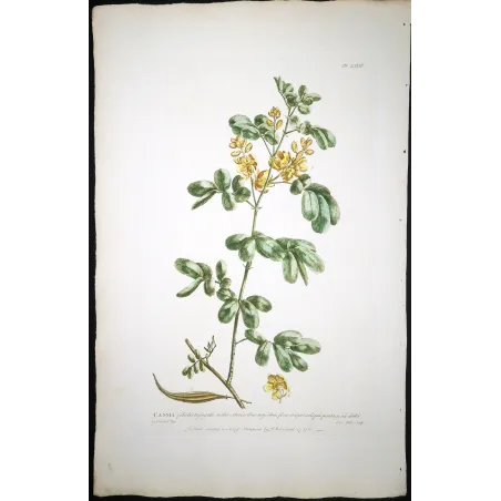 Ehret  Cassia Plant (Senna sp.) – Antique Hand-Colored Engraving (1755)