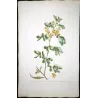 Ehret  Cassia Plant (Senna sp.) – Antique Hand-Colored Engraving (1755)