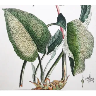 borage-borrago-ehret-1756-antique-botanical-engraving