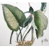 Ehret Borage Plant (Borrago sp.) – Antique Hand-Colored Engraving (1756)