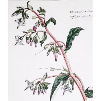 borage-borrago-ehret-1756-antique-botanical-engraving