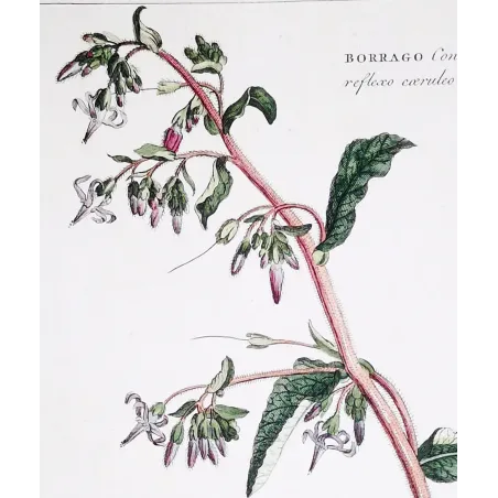 borage-borrago-ehret-1756-antique-botanical-engraving