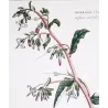 Ehret Borage Plant (Borrago sp.) – Antique Hand-Colored Engraving (1756)