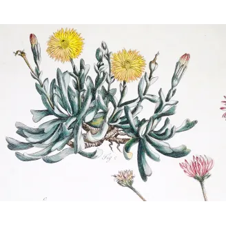 Mesembryanthemum Engraving – Ehret Botanical Print (1757)