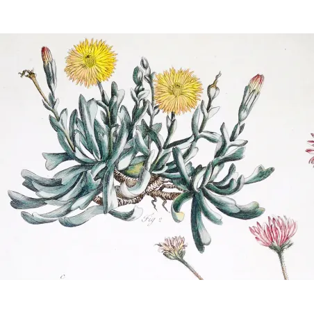 Mesembryanthemum Engraving – Ehret Botanical Print (1757)