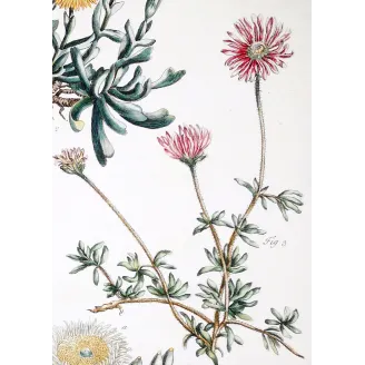 Mesembryanthemum Engraving – Ehret Botanical Print (1757)