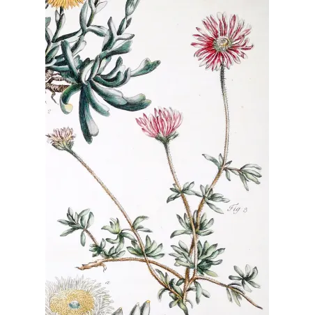 Mesembryanthemum Engraving – Ehret Botanical Print (1757)